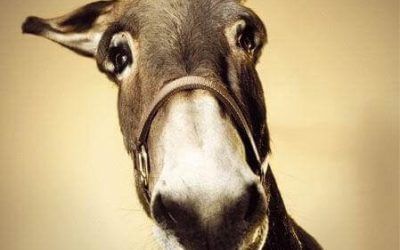 UN DÍA, EL BURRO DE UN CAMPESINO SE CAYÓ EN UN POZO